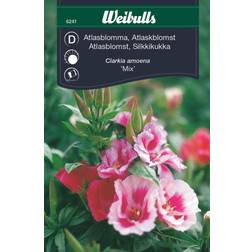 Weibulls Atlasblomma Mix