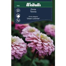 Weibulls Zinnia Dream Lavender