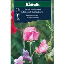 Weibulls Luktärt Old Spice Mixed Blomsterfrø