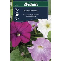 Weibulls Petunia Colorama Mix