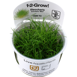 TROPICA Eleocharis acicularis Mini 1-2-grow