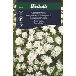 Weibulls Spetsblomster Snowflake Blomsterfrø