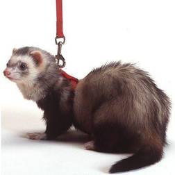 Marshall Harness And Lead Set For Ferrets