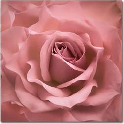 Trademark Fine Art Misty Rose Pink Rose by Cora Niele, 24x24-Inch Canvas Wall Framed Art