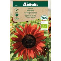 Weibulls Solros Velvet Queen Blomsterfrø