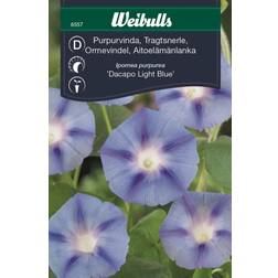 Weibulls Purpurvinda Dacapo Light Blue