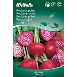 Weibulls Rödbeta Chioggia