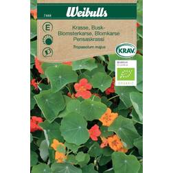 Weibulls Krasse Tropaeolum Majus