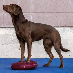 FITPAWS Disco Per L'Allenamento Dell'Equilibrio Per Cani 36 cm Lampone - Rosa