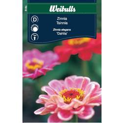 Weibulls Zinnia Dahlia Blomsterfrø