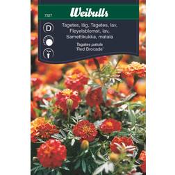 Weibulls Tagetes Red Brocade Blomsterfrø