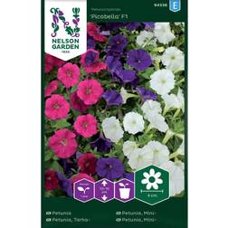 Nelson Garden Petunia 'Picobella' F1