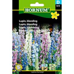 Hornum Lupin, blanding D 1819 Blomsterfrø