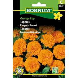 Hornum Tagetes frø, Orange Boy Blomsterfrø