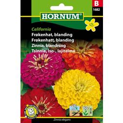 Hornum Frøkenhat frø, California blanding Blomsterfrø