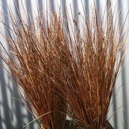 Star 'Red Rooster' Plantejord