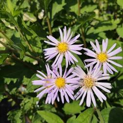 Japansk Asters Asran Aster ageratoides Asran