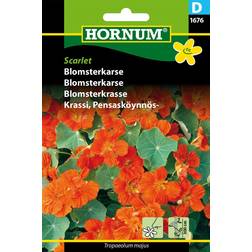 Hornum Blomsterkarse frø, Scarlet