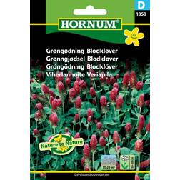 Hornum Grøngødning Blodkløver D 1858 Blomsterfrø