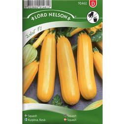 Nelson Garden Squash 'Soleil' F1 Grøntsagsfrø