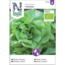 Nelson Garden Sallat, Huvud-, Matilda, Organic Grøntsagsfrø