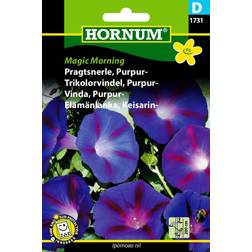 Hornum Pragtsnerle, Purpur-, Magic Morning D