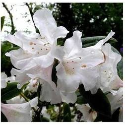 Dværg Rhododendron Dora Amateis Sommerblomst