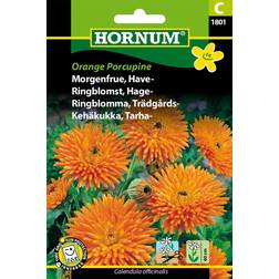 Hornum Morgenfrue, Have-, Orange Porcupine C