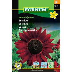 Hornum Solsikke frø, Velvet Queen Blomsterfrø