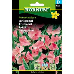 Hornum Ærteblomst frø, Mammut Rose