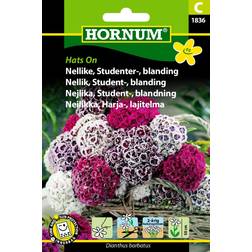 Hornum Nellike, Studenter-, bl., Hats On C Blomsterfrø