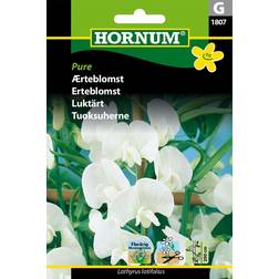 Hornum Ærteblomst frø, Pure Blomsterfrø
