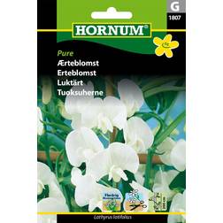 Hornum Ærteblomst frø, Pure