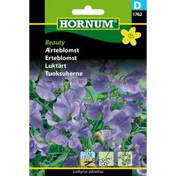 Hornum Ærteblomst frø, Beauty