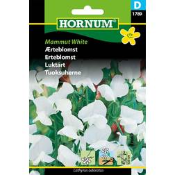 Hornum Ærteblomst frø, Mammut White Blomsterfrø