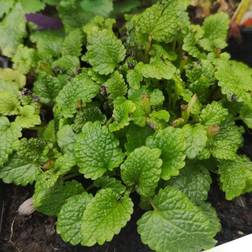 Citronmelisse Melissa officinalis Plantekasse