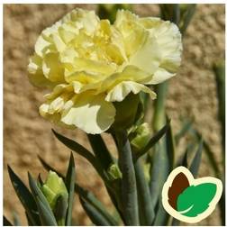 Havenellike Gul Dianthus caryophyllus