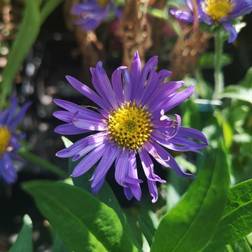 Alpeasters Aster alpinus