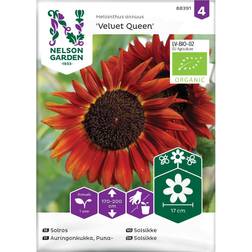 Nelson Garden Solros, Velvet Queen, Organic