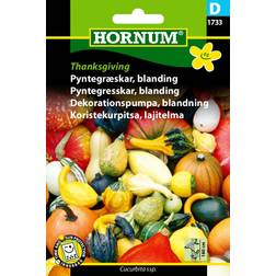 Hornum Pyntegræskar frø, Thanksgiving blanding Blomsterfrø