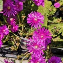 Middagsblomst Delosperma cooperi Sommerblomst