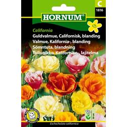 Hornum Guldvalmue, Californisk, bl., Calif. C 1816 Blomsterfrø