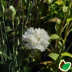 Havenellike Hvid Dianthus caryophyllus