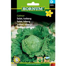 Hornum Salat, Iceberg, Calmar D 1313