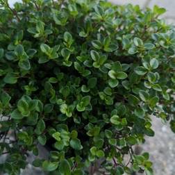 Citrontimian - Thymus citriodorus Krydderurtefrø