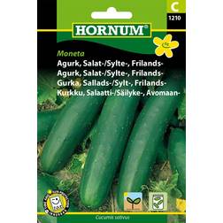 Hornum Agurk, Salat-, Frilands-, Moneta C 1210 Grøntsagsfrø