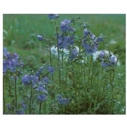 Jakobsstige - Polemonium caeruleum Plantekasse