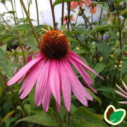 ECHINACEA pur. 'Doubledecker' Purpursolhat