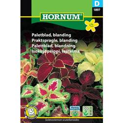 Hornum Paletblad, blanding D Blomsterfrø