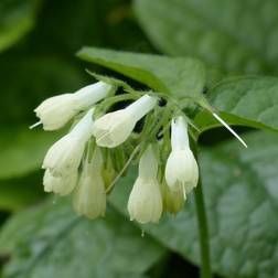 Kulsukker Symphytum grandiflorum Blomsterfrø